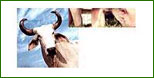 Manufacturers Exporters and Wholesale Suppliers of Soya Lecithin Animal Feed Indore Madhya Pradesh Soya Lecithin Animal Feed